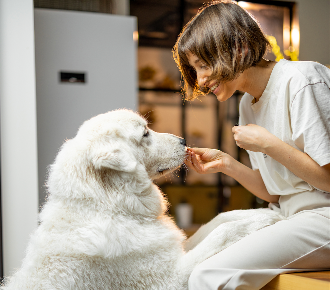 Other Pet Pampering Essentials – Groomalon Pet Products